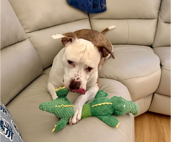 Medium Photo #19 Mutt Puppy For Sale in Mount Laurel, NJ, USA