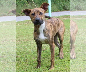 Black Mouth Cur-Unknown Mix Dogs for adoption in Prattville, AL, USA