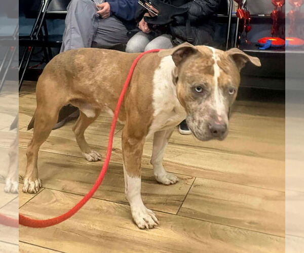 Medium Photo #4 Mutt Puppy For Sale in Westwood, NJ, USA