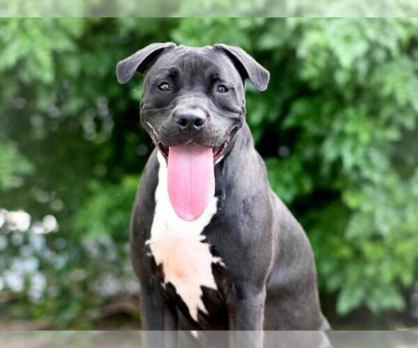 Medium Photo #3 American Staffordshire Terrier-Unknown Mix Puppy For Sale in Tavares, FL, USA