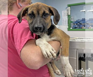 Retriever -Unknown Mix Dogs for adoption in Washington, DC, USA