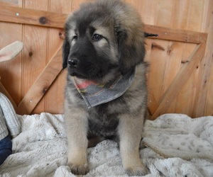 Tibetan Mastiff Puppy for sale in HONEY BROOK, PA, USA