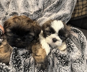 Shih Tzu Puppy for sale in STANFIELD, NC, USA