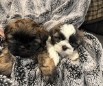 Small Shih Tzu