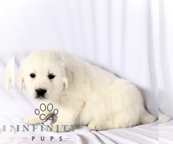 Medium Photo #4 English Cream Golden Retriever Puppy For Sale in GORDONVILLE, PA, USA