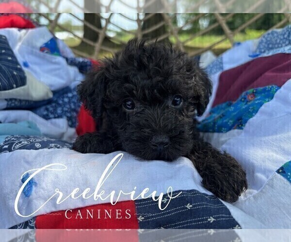 Medium Photo #33 Schnoodle (Miniature) Puppy For Sale in NIANGUA, MO, USA