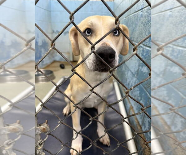 Medium Photo #4 Sheprador Puppy For Sale in Evansville, IN, USA