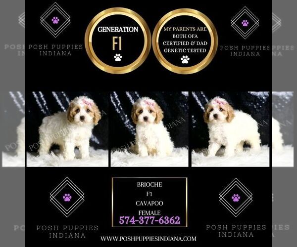 Medium Photo #5 Cavapoo Puppy For Sale in WARSAW, IN, USA
