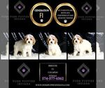 Small #4 Cavapoo