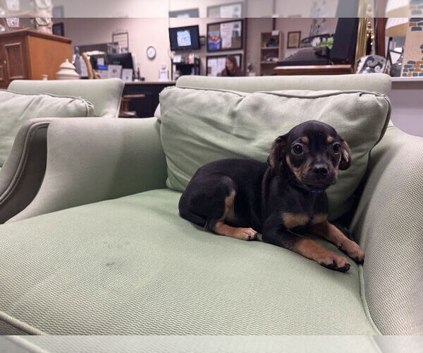 Medium Photo #2 Daug Puppy For Sale in Mundelein, IL, USA