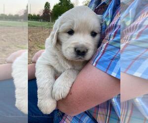 Golden Retriever-Saint Bernard Mix Puppy for sale in CHAMBERSBURG, PA, USA