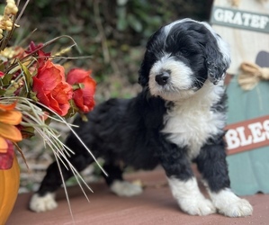 Old English Sheepdog Puppy for sale in HUNTINGTON BEACH, CA, USA