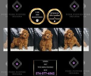 Poodle (Toy) Puppy for sale in WARSAW, IN, USA