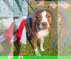 Simone - Female American Staffordshire Terrier-Unknown Mix Dog for Adoption - Photo #18