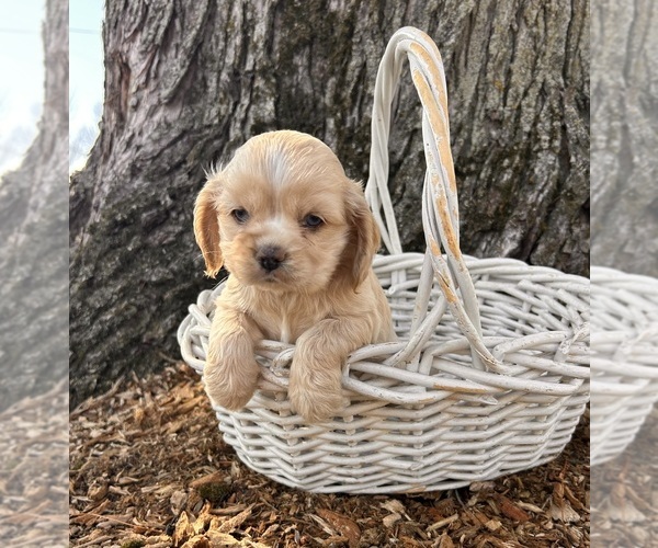 Medium Photo #2 Cocker-Pei Puppy For Sale in MIDDLEBURY, IN, USA