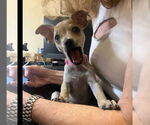 Small #1 Chihuahua Mix