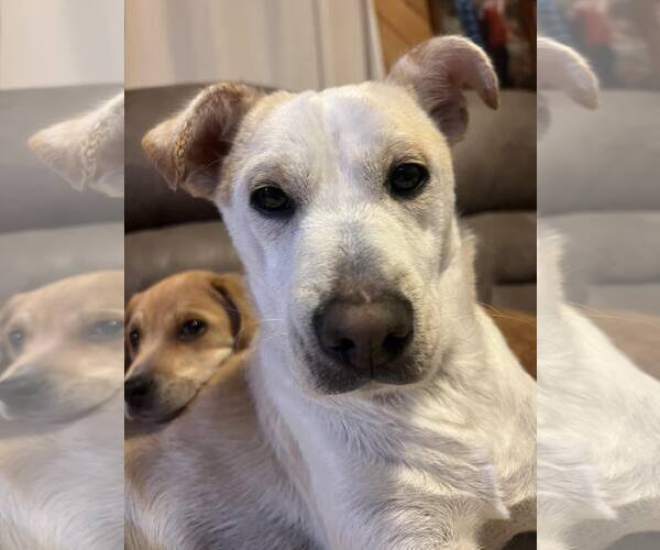 Medium Photo #3 Feist Terrier-Unknown Mix Puppy For Sale in Arlington, VA, USA