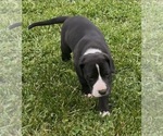 Puppy Zoey Great Dane
