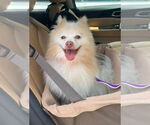 Small #3 Pomeranian