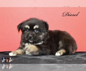 Australian Shepherd Puppy for sale in EASTON, MO, USA