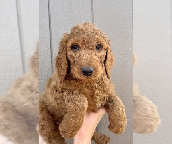Medium Photo #1 Goldendoodle mix (+ Poodle Standard) Puppy For Sale in GREENVILLE, OH, USA