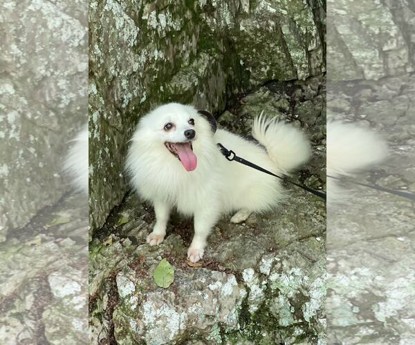 Medium Photo #2 American Eskimo Dog Puppy For Sale in Pikesville, MD, USA