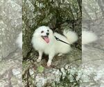 Small #1 American Eskimo Dog
