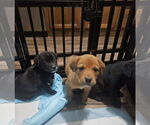 Small #3 Labrador Retriever Mix