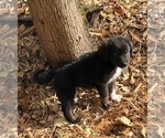 Small #5 F2 Aussiedoodle
