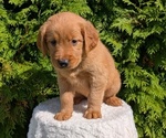 Small #3 Golden Retriever