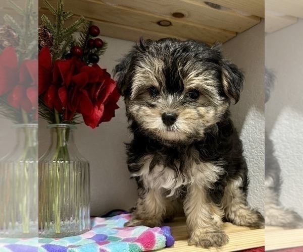 Medium Photo #6 Morkie Puppy For Sale in CASSVILLE, MO, USA