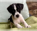 Small #2 Jack Russell Terrier Mix