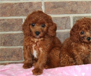 Cavapoo Puppy for sale in CLARKRANGE, TN, USA