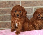 Small Cavapoo