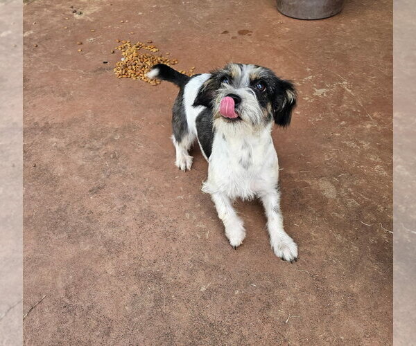 Medium Photo #3 Mutt Puppy For Sale in Grafton, WI, USA