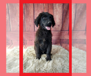Labrador Retriever-Newfoundland Mix Puppy for sale in LIBERTY, KY, USA