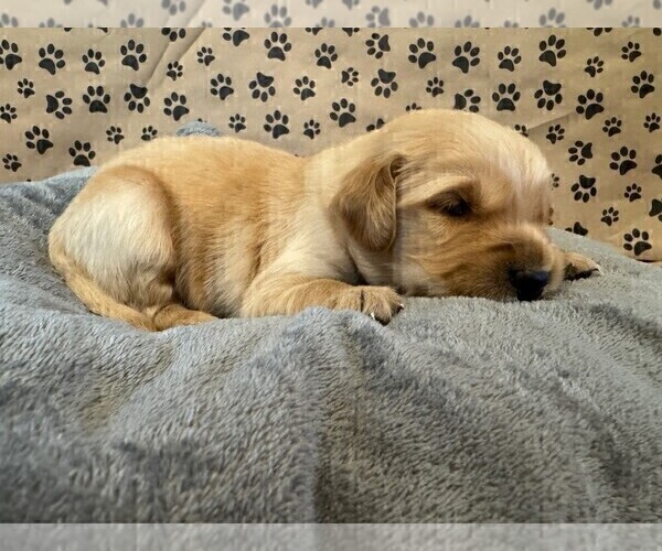 Medium Photo #6 Golden Retriever Puppy For Sale in PANA, IL, USA