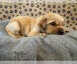Small #5 Golden Retriever