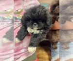 Small Photo #3 Pekingese Puppy For Sale in WIXON VALLEY, TX, USA