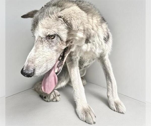 Medium Photo #2 Norwegian Elkhound-Siberian Husky Mix Puppy For Sale in Houston, TX, USA