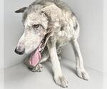 Small #1 Norwegian Elkhound-Siberian Husky Mix