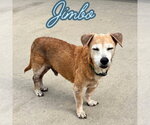 Small #18 Dachshund Mix