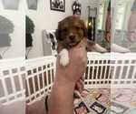 Small Photo #5 Chiweenie Puppy For Sale in PURCELLVILLE, VA, USA