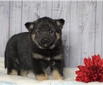 Small Photo #3 Norwegian Elkhound Puppy For Sale in FREDERICKSBG, OH, USA