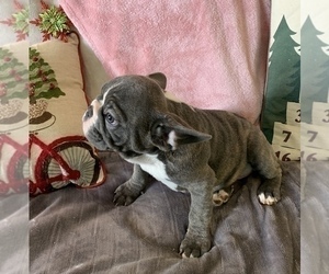 French Bulldog Puppy for sale in JOHNS ISLAND, SC, USA
