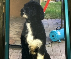Father of the Portuguese Water Dog puppies born on 06/09/2022