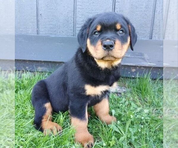 Medium Photo #1 Rottweiler Puppy For Sale in CHAMBERSBURG, PA, USA