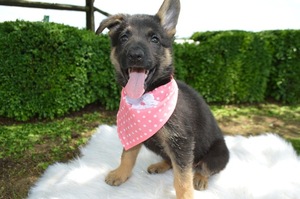 German Shepherd Dog Puppy for sale in HONEY BROOK, PA, USA