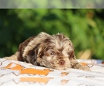 Small #21 ShihPoo