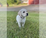 Small #5 Labrador Retriever